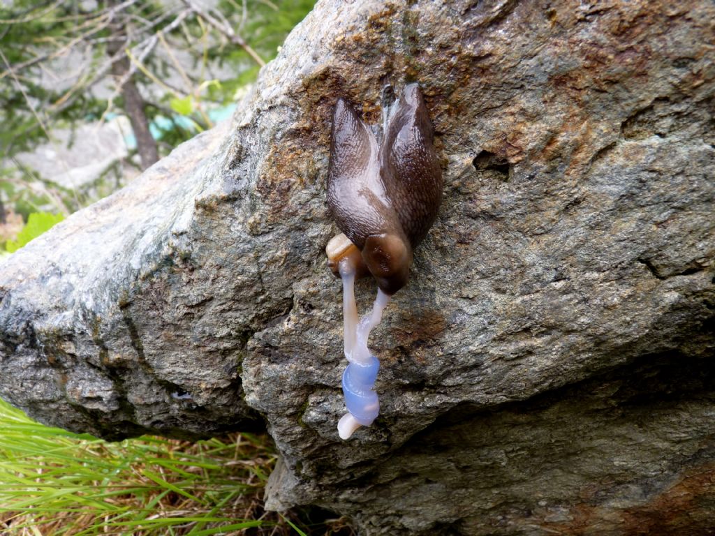 Limax in accoppiamento da Courmayeur (AO)