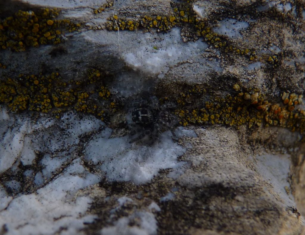 Philaeus chrysops