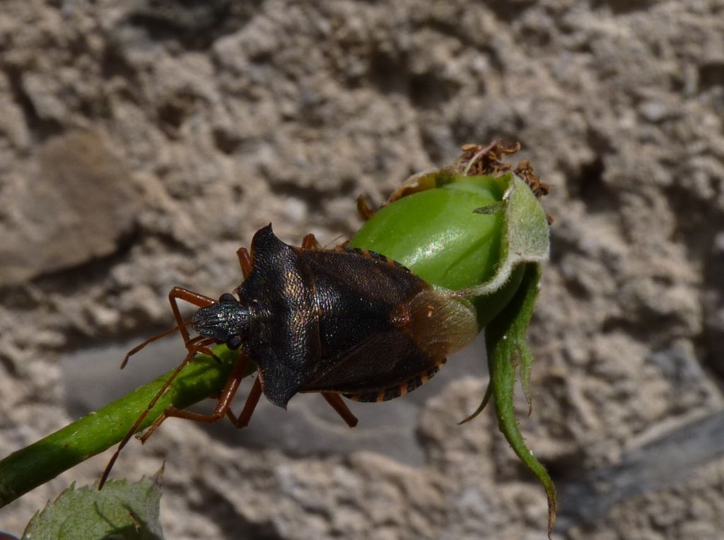 Pentatomidae: Pentatoma rufipes del Piemonte (CN)