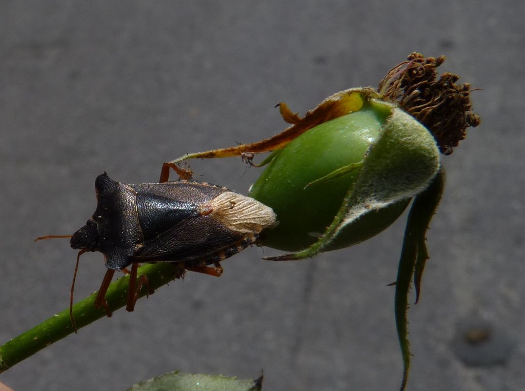 Pentatomidae: Pentatoma rufipes del Piemonte (CN)