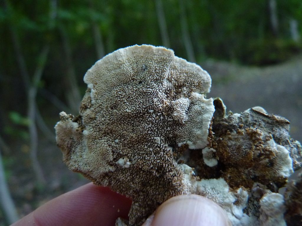 Trametes gibbosa??