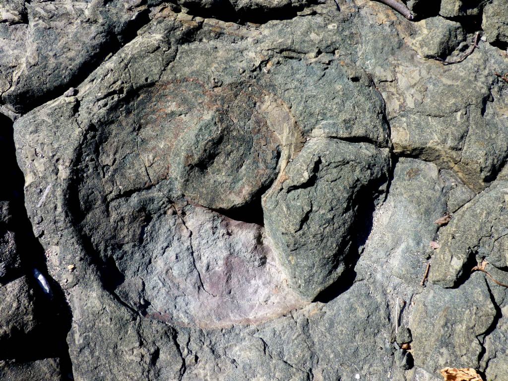 Fossili a Sospel (Francia)