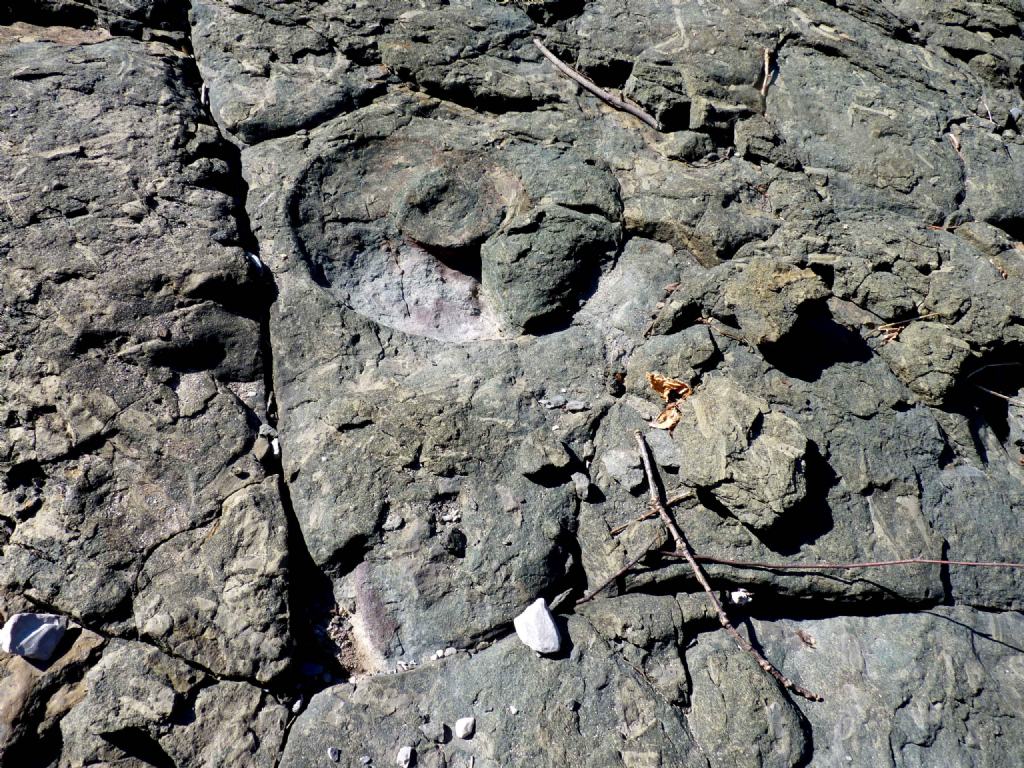 Fossili a Sospel (Francia)