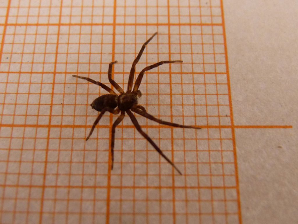 Philodromus sp. - Limone Piemonte (CN)