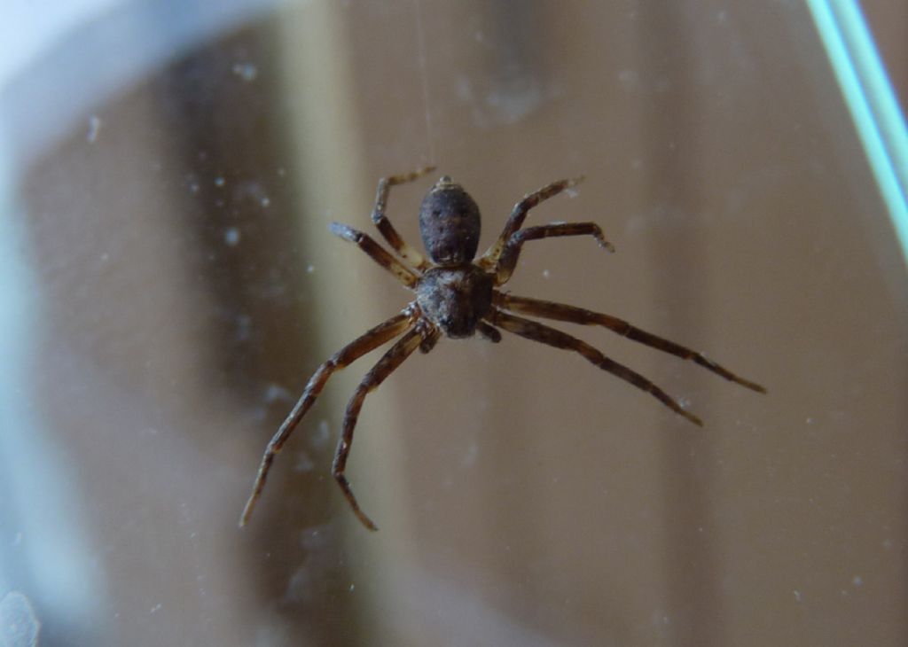Philodromus sp. - Limone Piemonte (CN)