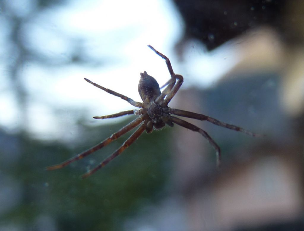 Philodromus sp. - Limone Piemonte (CN)