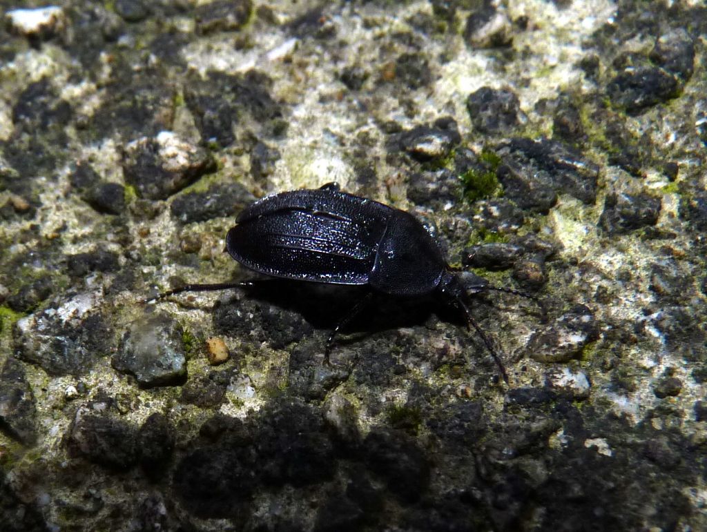 Coleottero? - Phosphuga atrata (Silphidae)