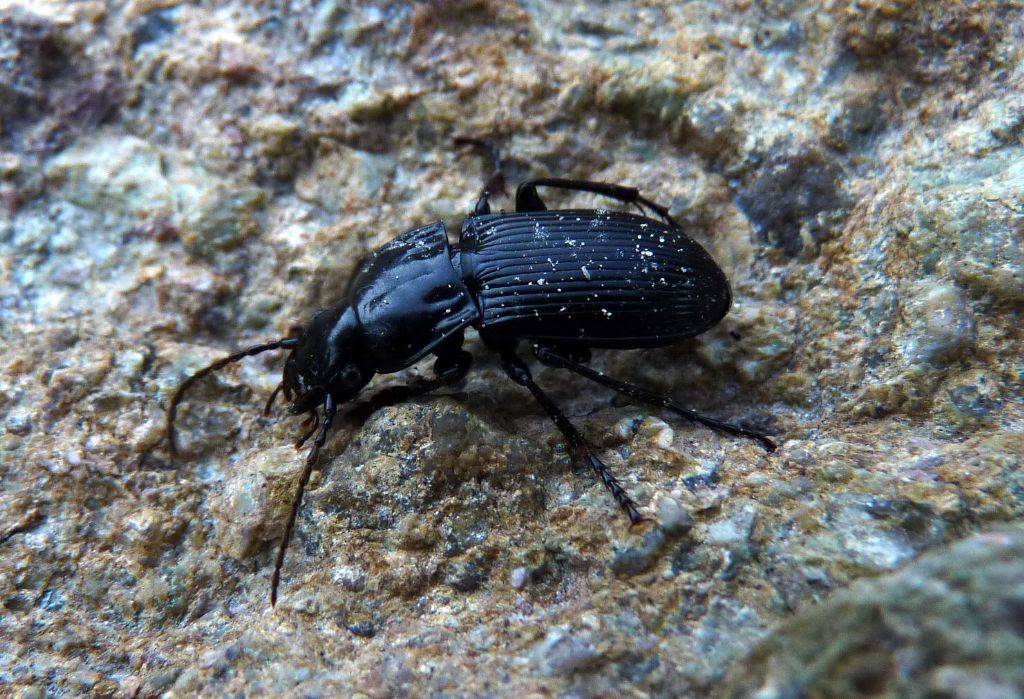 Carabus? No, Abax continuus (Carabidae)