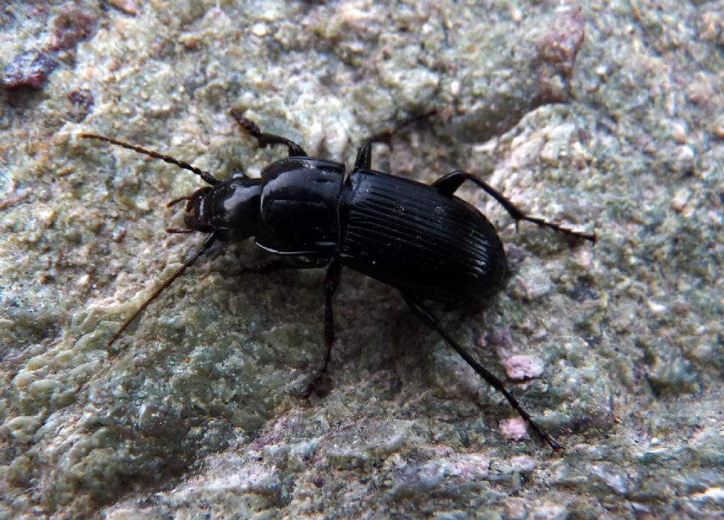 Carabus? No, Abax continuus (Carabidae)