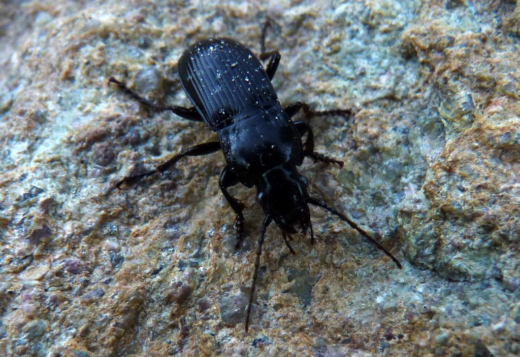 Carabus? No, Abax continuus (Carabidae)