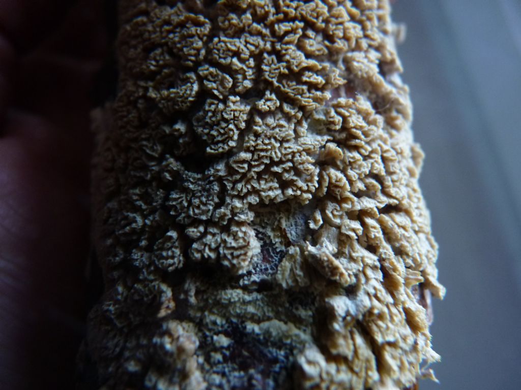 X) Fungo su ramo marcio