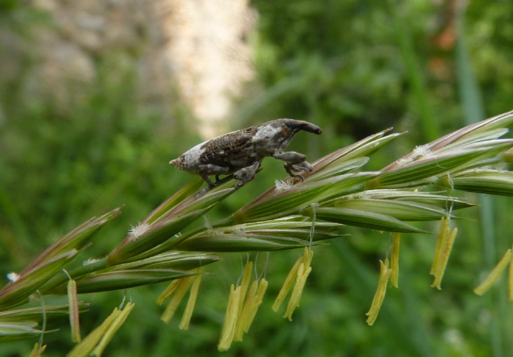 Quale curculionidae?? - Lixus cylindrus