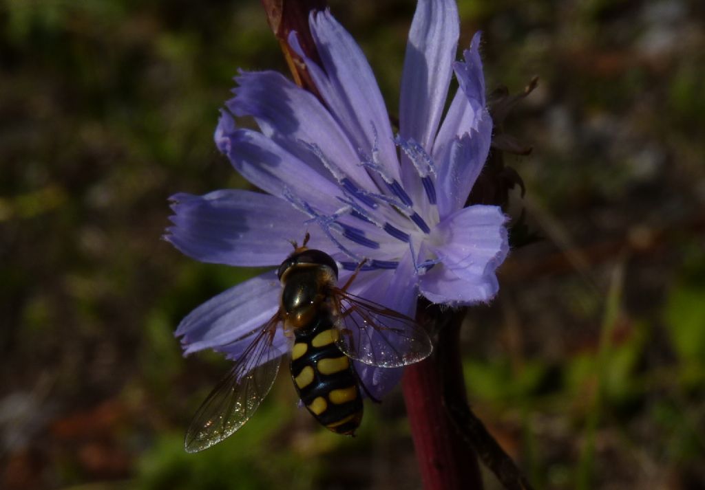 Syrphidae o che altro?