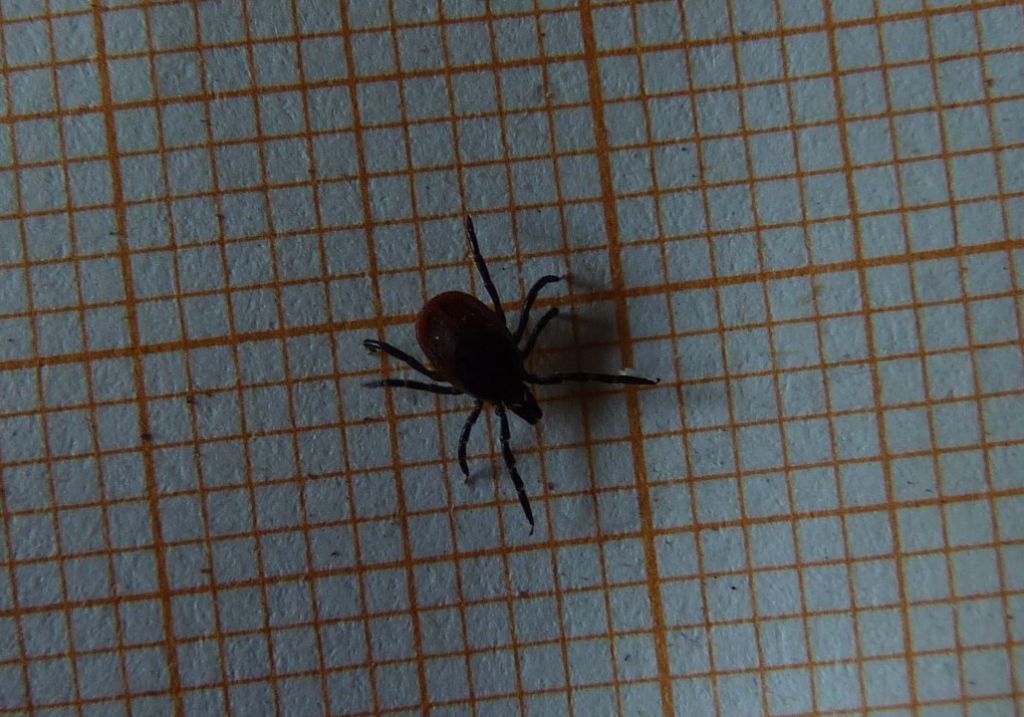 Dermacentor sp.