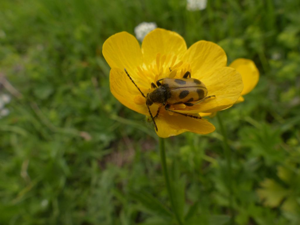 Brachyta interrogationis, Cerambycidae