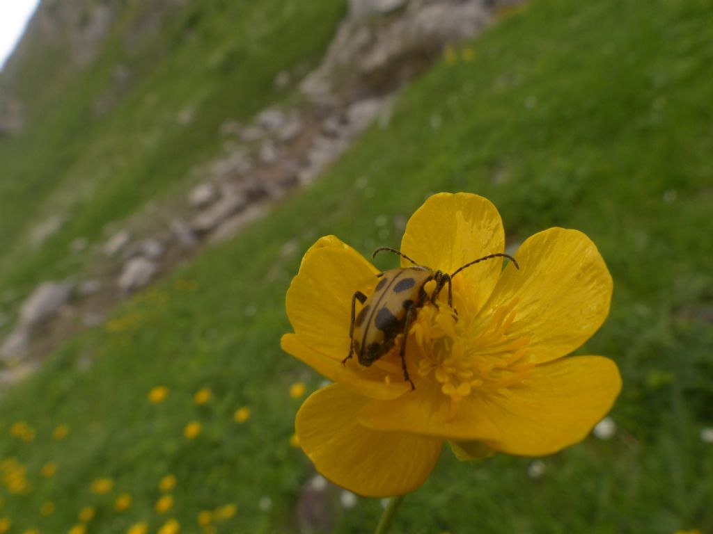 Brachyta interrogationis, Cerambycidae