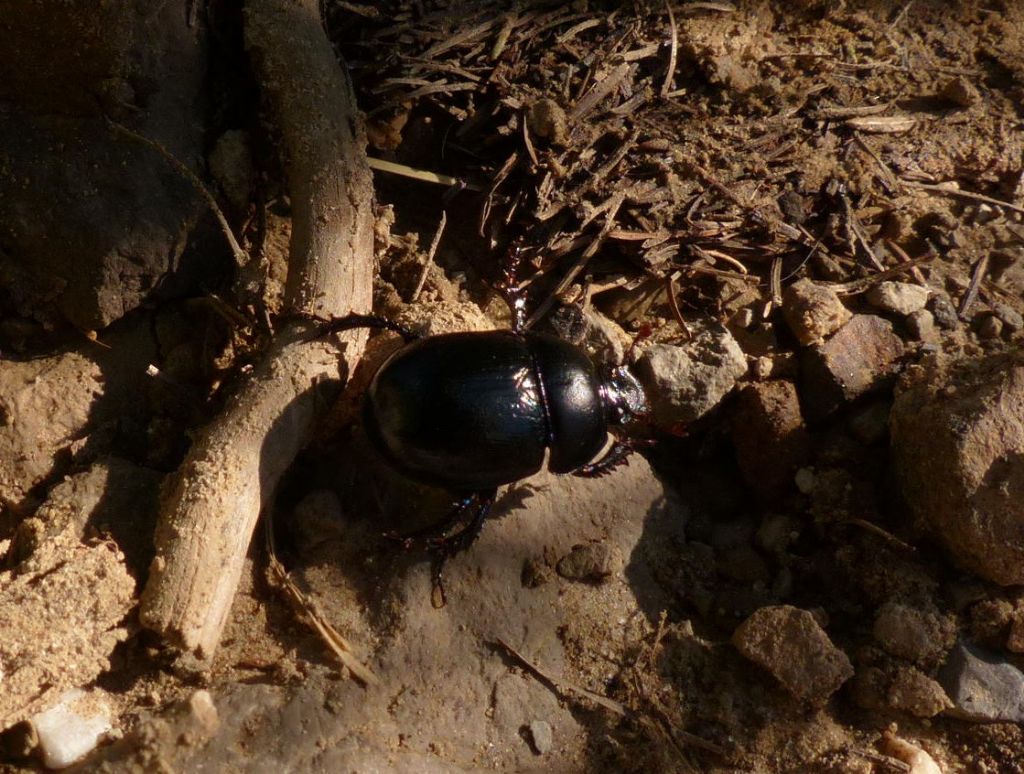 Anoplotrupes stercorosus, Geotrupidae