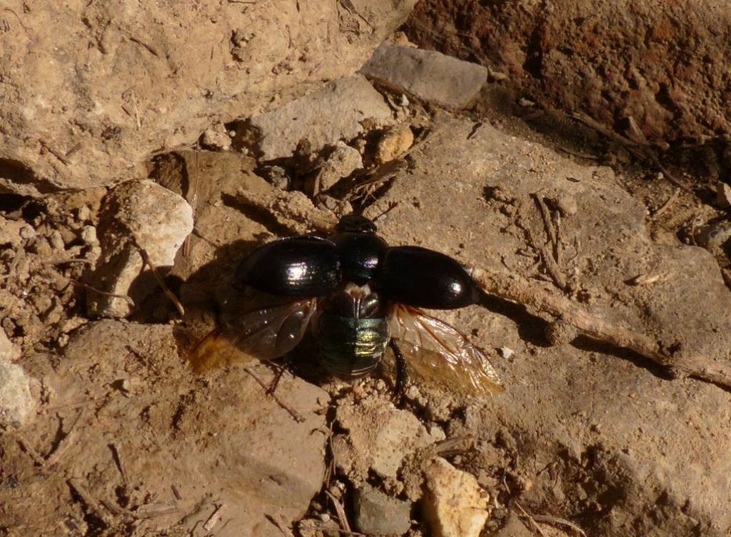 Anoplotrupes stercorosus, Geotrupidae