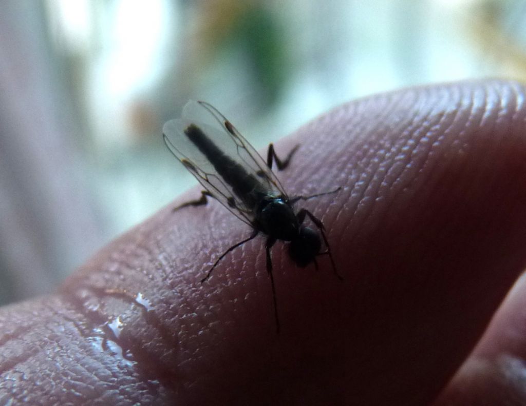 Diptera? Bibionidae maschio