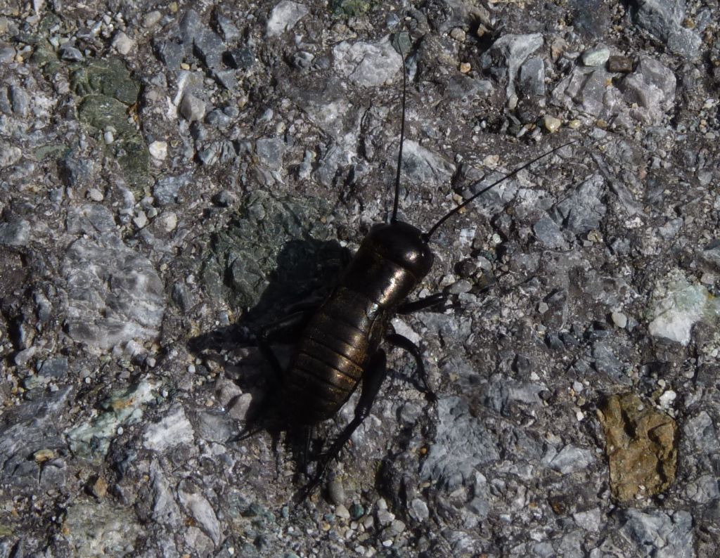 Ninfa di Gryllus campestris