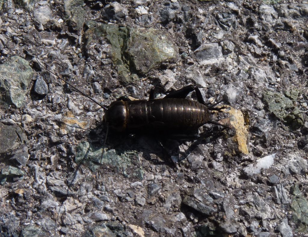 Ninfa di Gryllus campestris