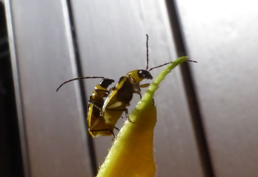 Cantharis ?? Diabrotica virgifera, Crisomelide esotico