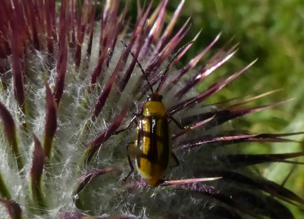 Cantharis ?? Diabrotica virgifera, Crisomelide esotico