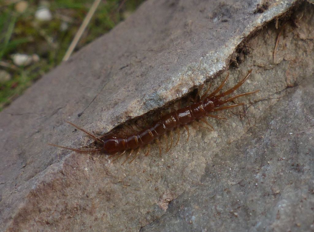 Lithobiidae: Lithobius cfr. forficatus (Chilopoda-Lithobiomorpha-Lithobiidae)