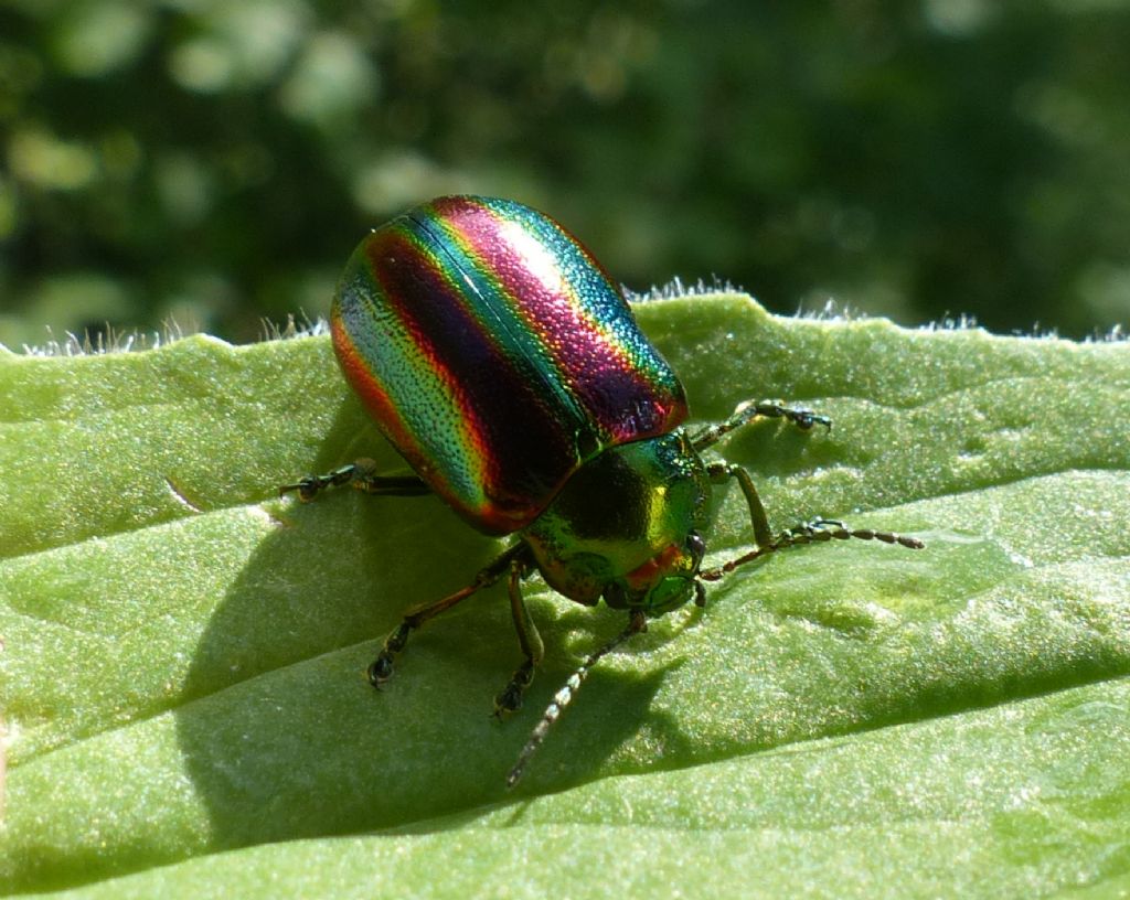Oreina speciosa L., Chrysomelidae