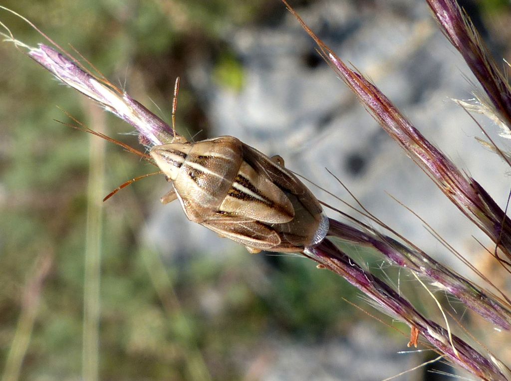 Pentatomidae:   Aelia rostrata