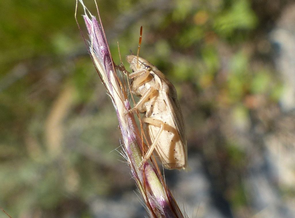 Pentatomidae:   Aelia rostrata