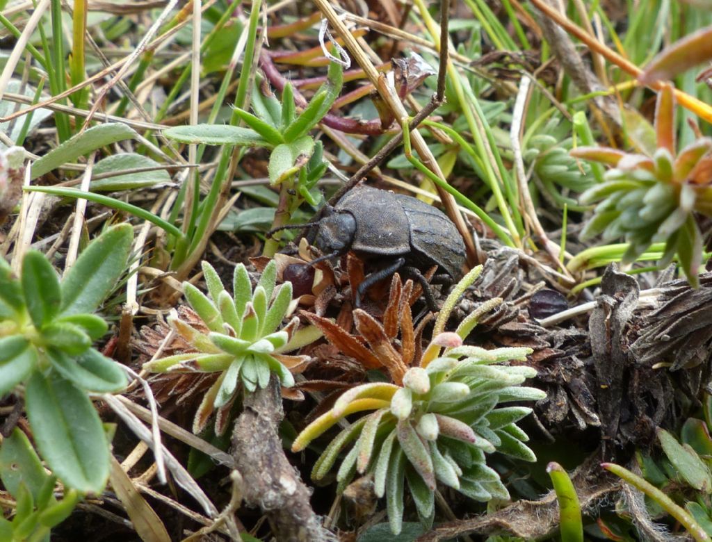 Tenebrionidae: Asida sabulosa
