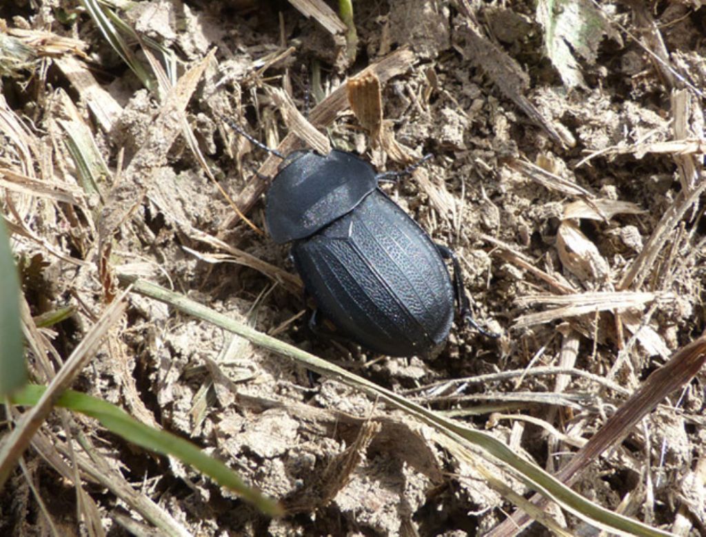 Silphidae: Silpha obscura