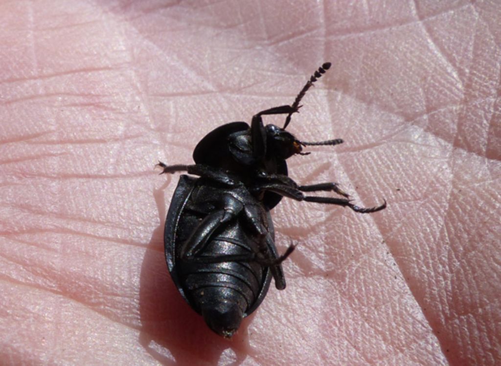 Silphidae: Silpha obscura
