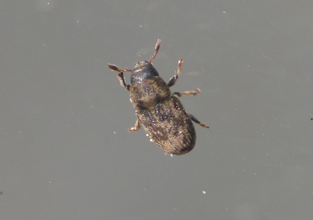 Curculionidae Scolytinae: Hylesinus varius