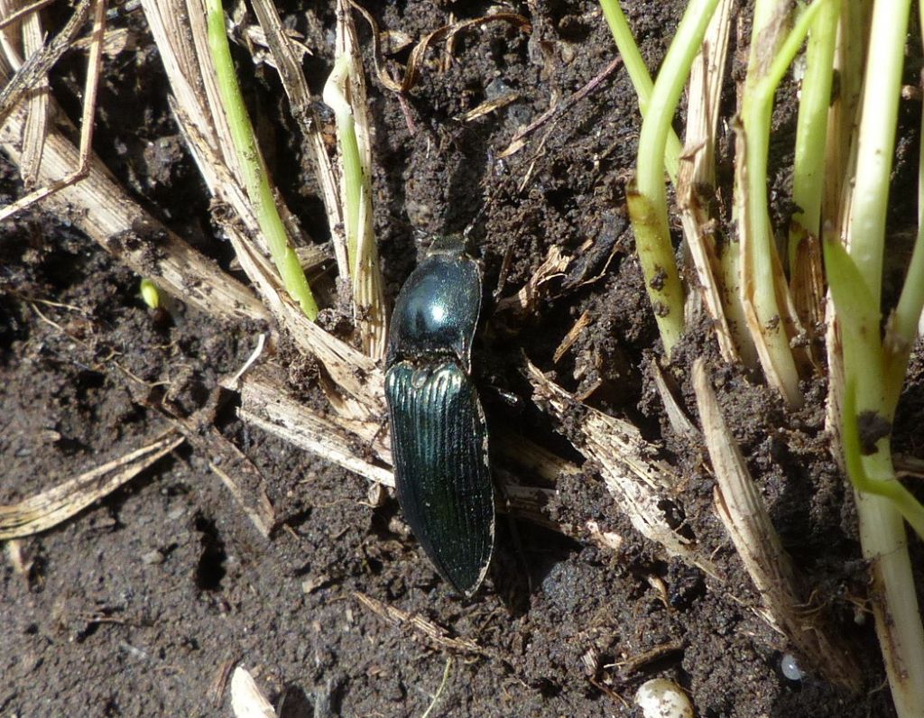 Elateridae:  Selatosomus sp. (S. aeneus opp. S. amplicollis)