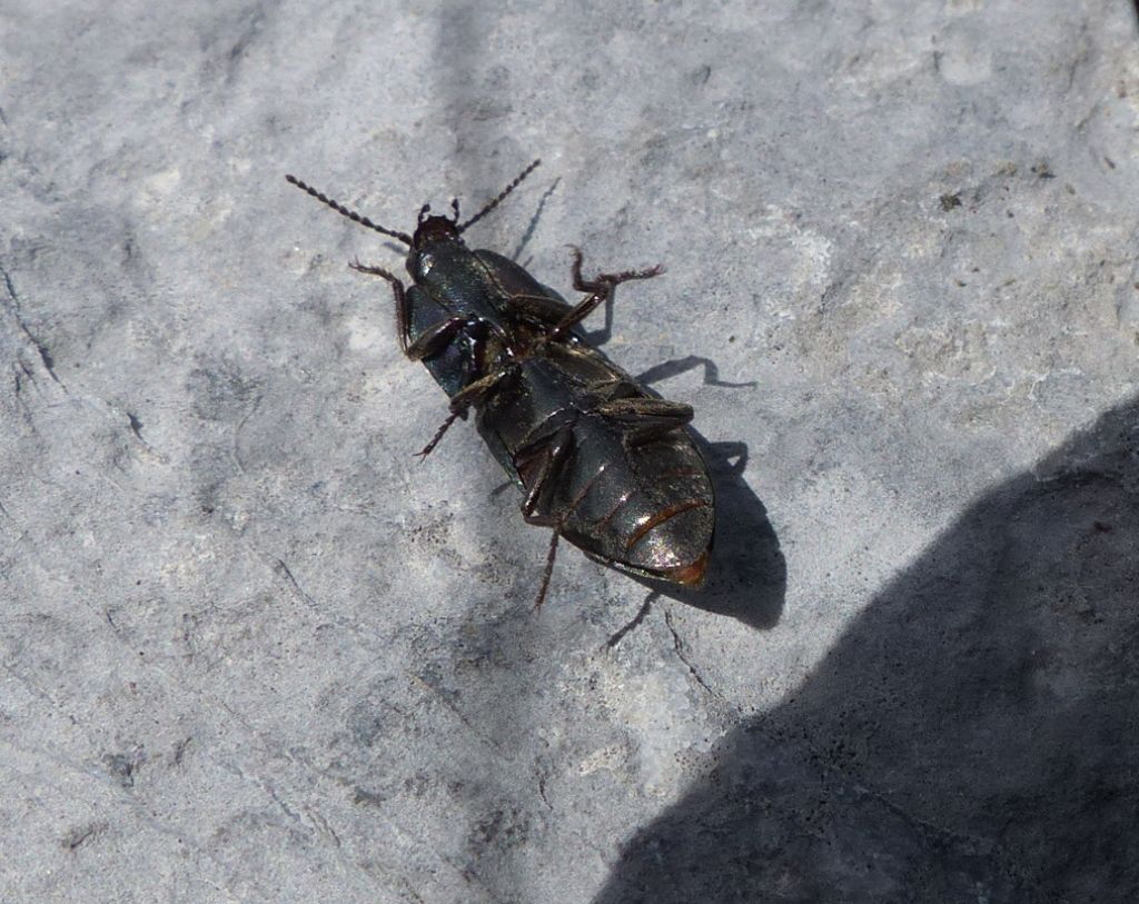 Elateridae:  Selatosomus sp. (S. aeneus opp. S. amplicollis)