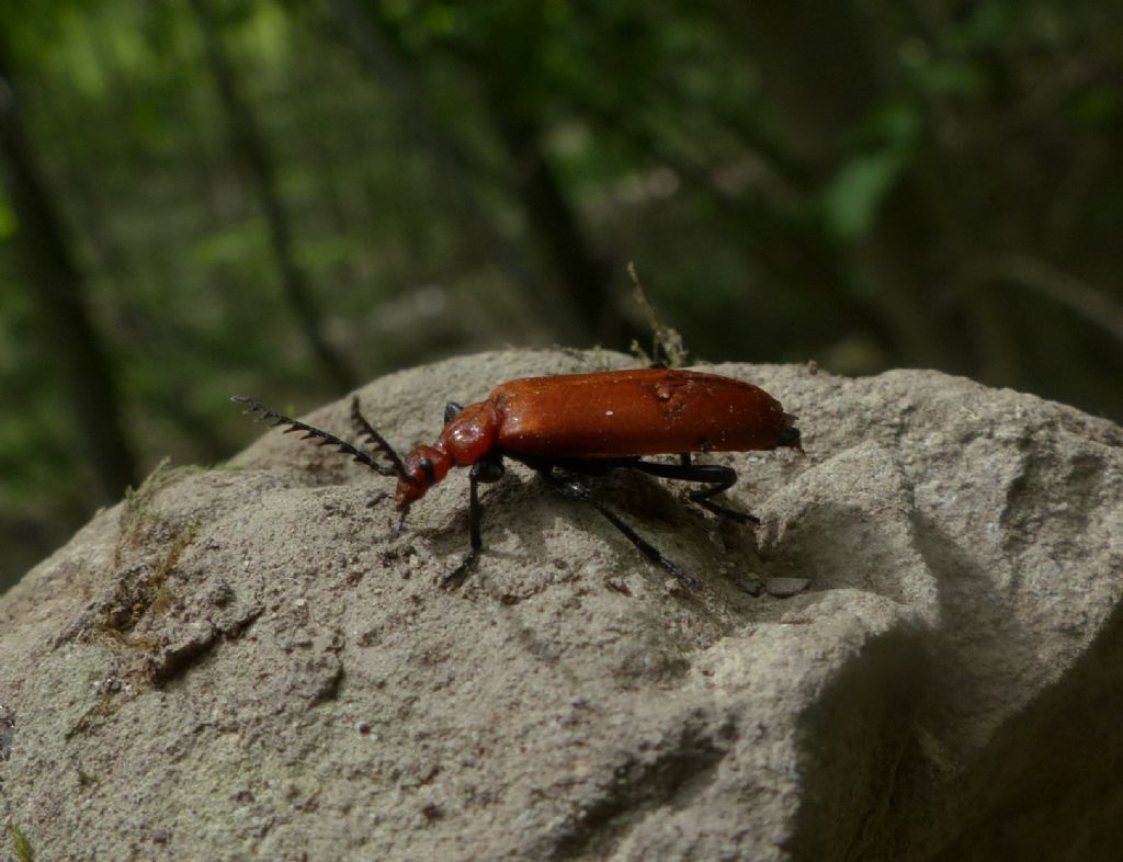 Pyrochroidae, Pyrochroa serraticornis