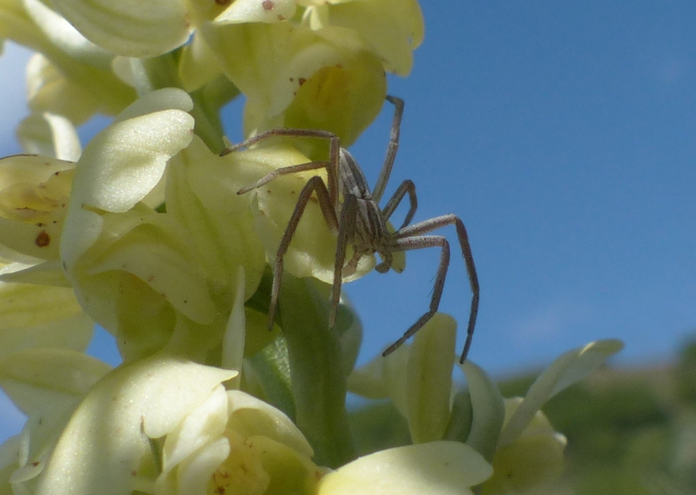 Tibellus sp., maschio - Limone P.te (CN)