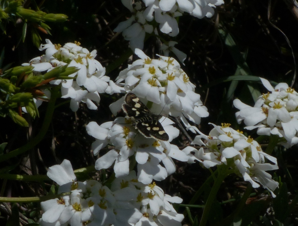 Eurrhypis pollinalis - Crambidae