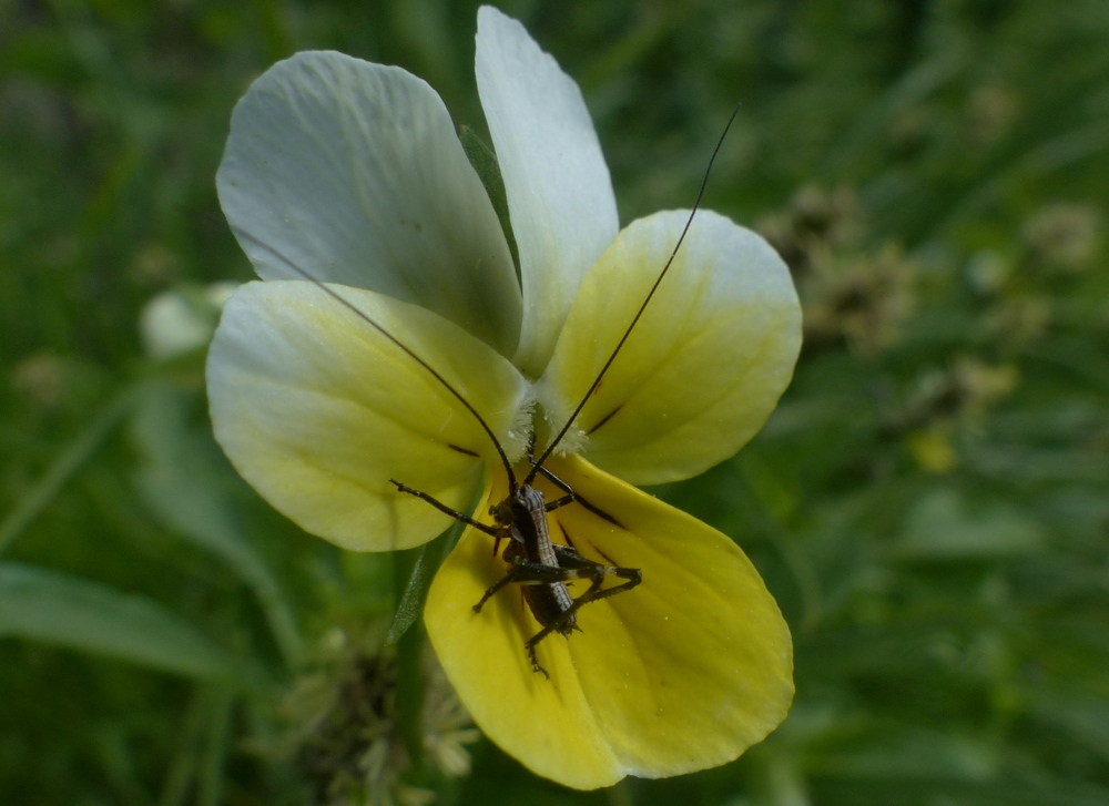 neanide di Tettigoniidae