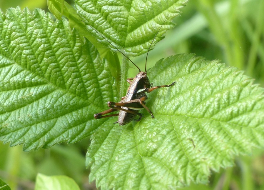 Grillidae? No, Tettigoniidae: cfr. giovane Eupholidoptera sp.
