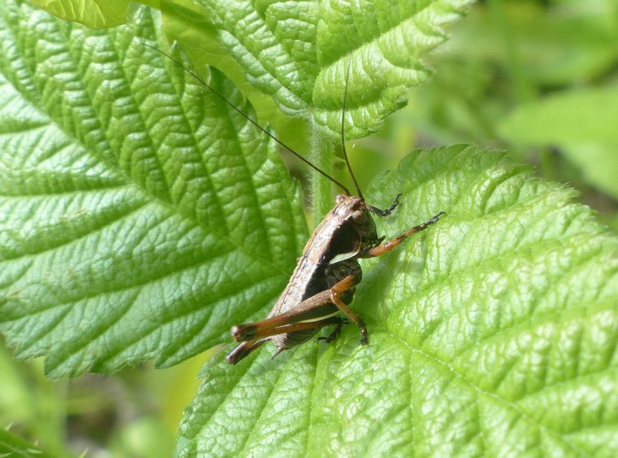 Grillidae? No, Tettigoniidae: cfr. giovane Eupholidoptera sp.