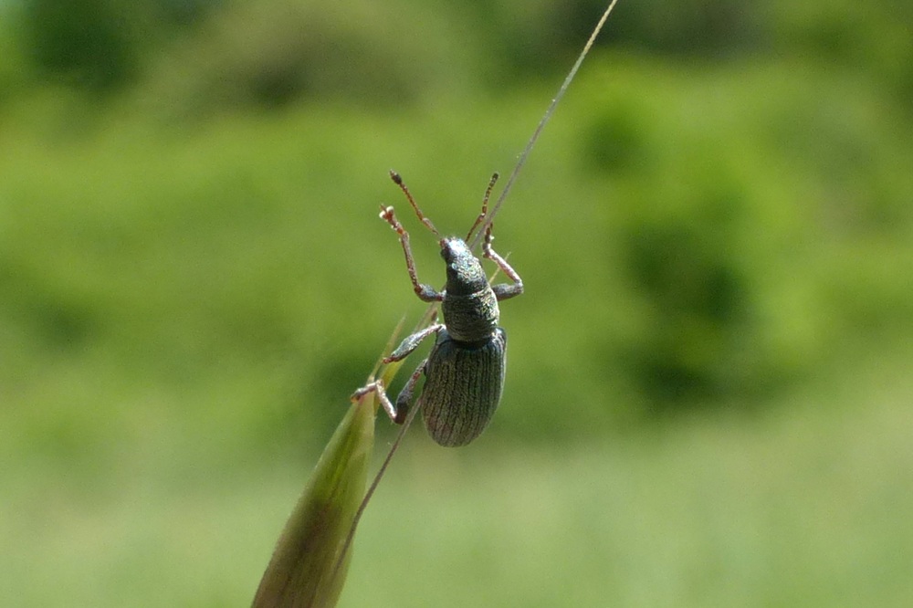 Curculionidae: Polydrusus impar