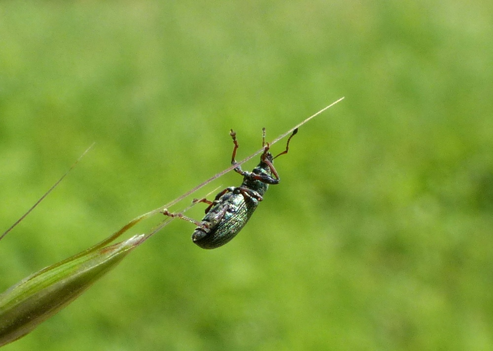 Curculionidae: Polydrusus impar