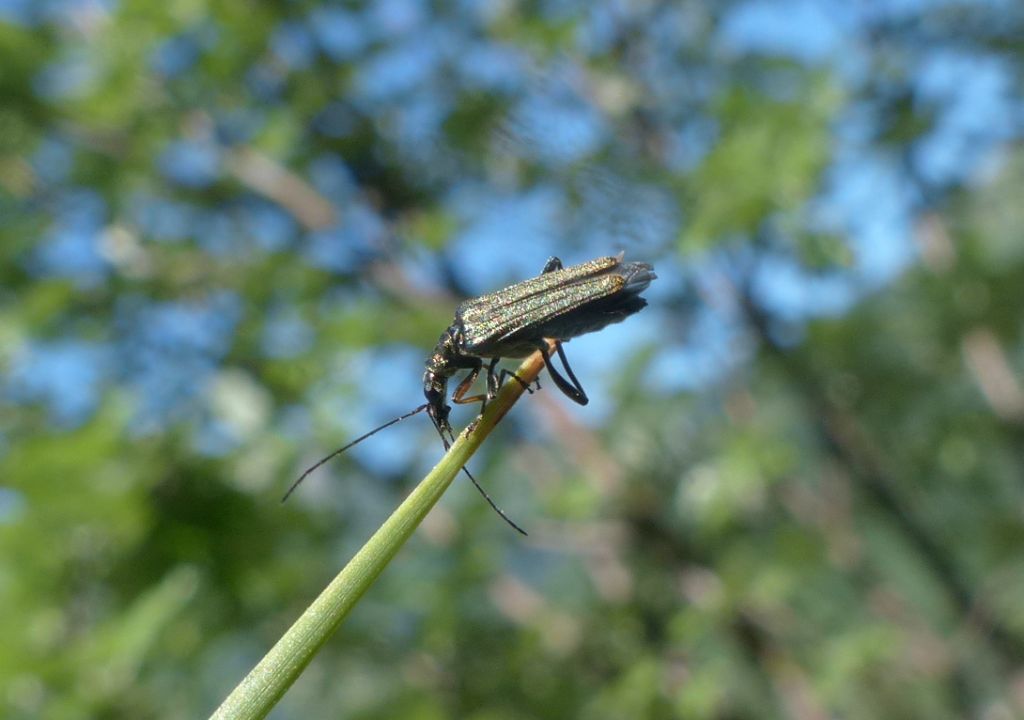 Quale coleottero? Oedemera flavipes  (Oedemeridae)