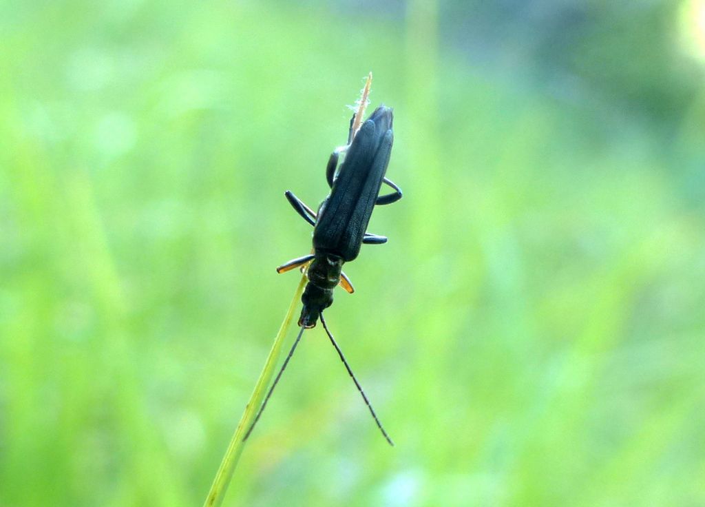 Quale coleottero? Oedemera flavipes  (Oedemeridae)
