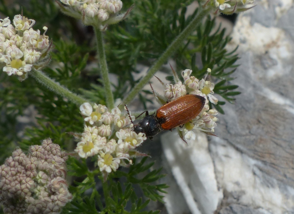 Anostirus cfr. gabilloti, femmina (Elateridae)