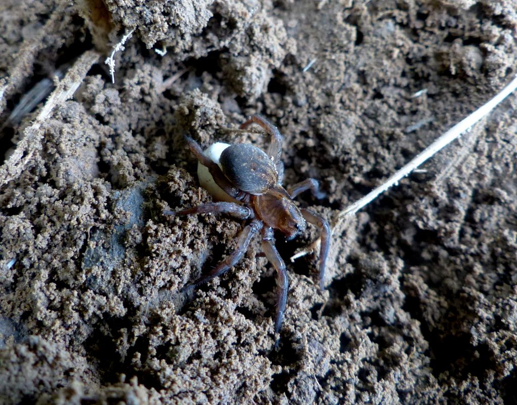 Trochosa sp. con ovisacco - Limone P.te (CN)