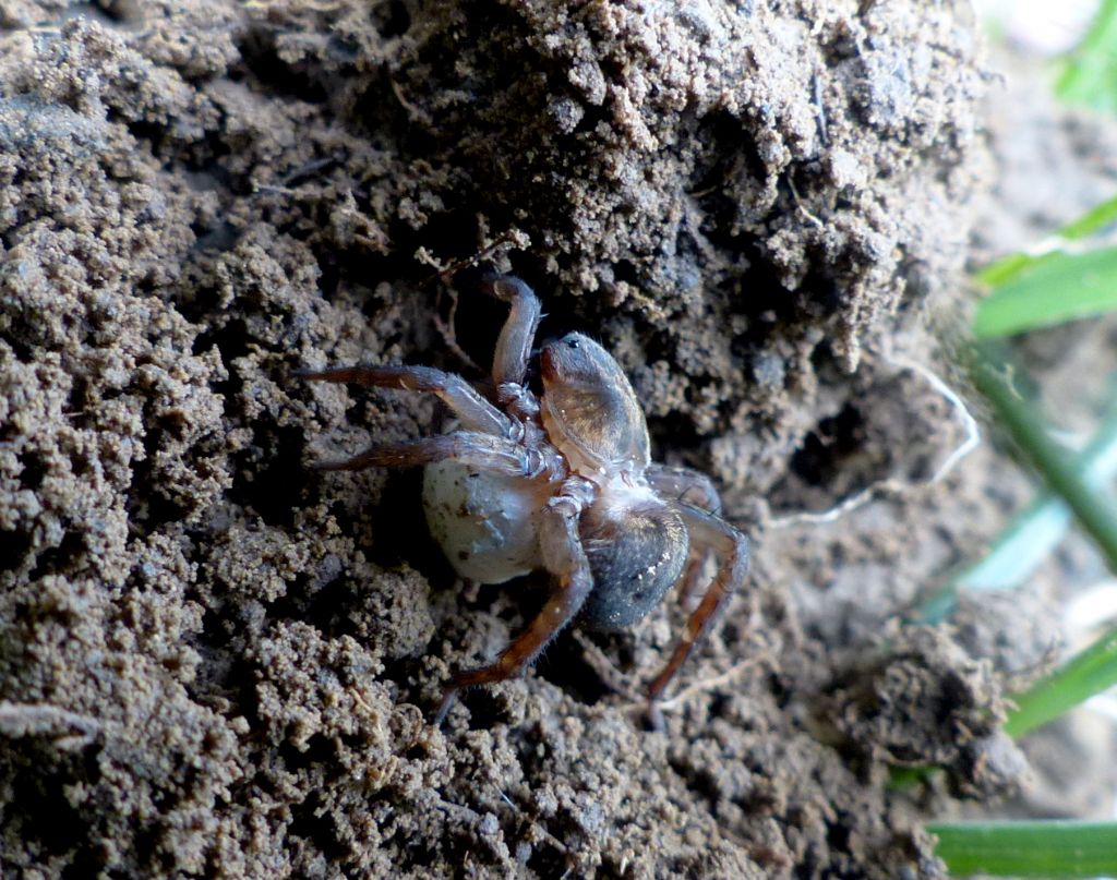 Trochosa sp. con ovisacco - Limone P.te (CN)